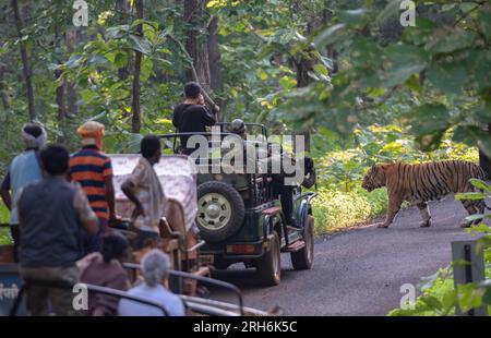 Tigre des bois de l'Inde Banque D'Images