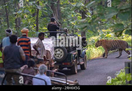 Tigre des bois de l'Inde Banque D'Images