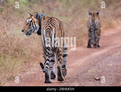 Tigre des bois de l'Inde Banque D'Images