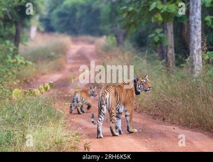 Tigre des bois de l'Inde Banque D'Images