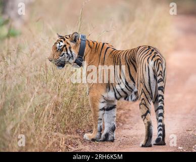 Tigre des bois de l'Inde Banque D'Images