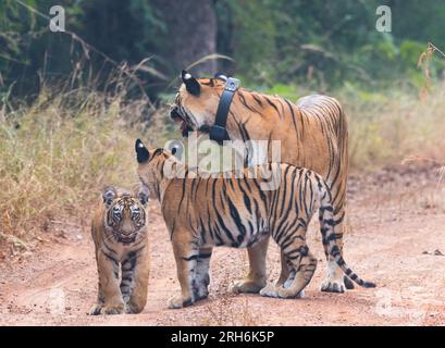 Tigre des bois de l'Inde Banque D'Images