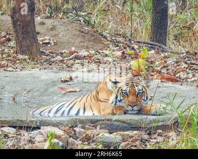 Tigre des bois de l'Inde Banque D'Images