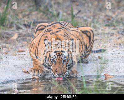 Tigre des bois de l'Inde Banque D'Images