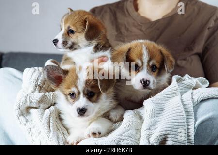 Photo recadrée de femme propriétaire assise sur un canapé, tenant trois curieux petits chiots blancs bruns de chien welsh pembroke corgi allongé sur un chandail blanc. PET Banque D'Images