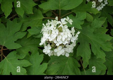 Gros plan de la fleur blanche de l'arbuste vivace de jardin florissant d'été hortensia quercifolia petit brihon de miel ou hortensia de feuilles de chêne. Banque D'Images