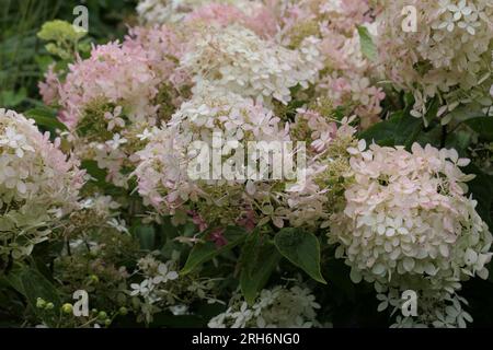 Gros plan du fantôme d'arbuste hortensia paniculata de jardin à longue floraison d'été vu avec des fleurs roses et blanches. Banque D'Images