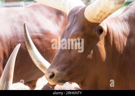 Tête de bétail Ankole-Watusi aux poils bruns Banque D'Images