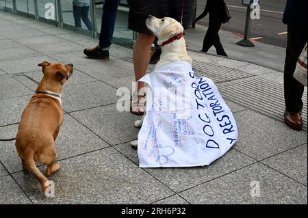 Londres, Royaume-Uni. La grève des jeunes médecins, quatrième jour de la dernière grève, a reçu le soutien canin de 'Dogtors for Pay Restoration'. La campagne de la British Medical Association pour une augmentation de salaire de 35 pour cent a été dénoncée par le secrétaire à la Santé Steve Barclay, qui affirme que cela alimenterait l'inflation. University College Hospital, Camden. Crédit : michael melia/Alamy Live News Banque D'Images