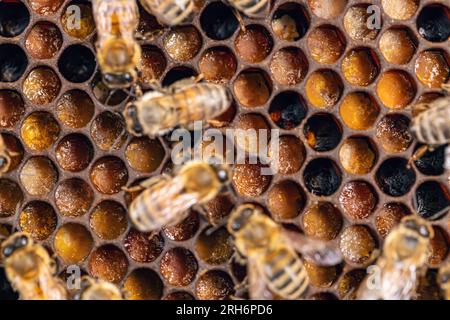 Plan d'abeilles dans une ruche d'abeilles avec des rayons de miel travaillant ensemble Banque D'Images
