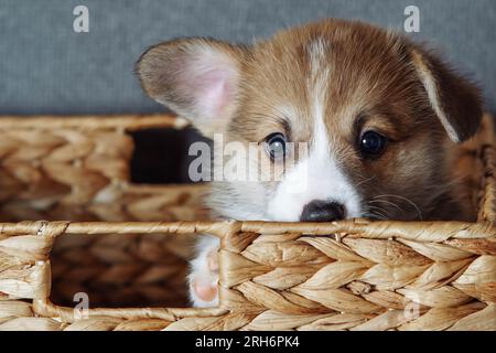 Portrait de timide petit chiot blanc brun de chien gallois pembroke corgi regardant hors du panier en osier avec oreille relevée sur fond gris. Amour pour animaux de compagnie, animal de compagnie ca Banque D'Images