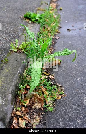 Mauvaises herbes dans le caniveau et la chaussée avec le conseil municipal abandonnant l'utilisation des désherbants causant des dommages à long terme Banque D'Images