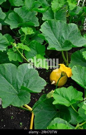 Courge, Uchiki Kuri, poussant en partie cachée dans le jardin par les grandes feuilles de sa vigne Banque D'Images