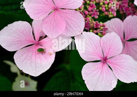 Tête de fleur de la calotte rose (Hydrangea macrophylla) avec punaise verte commune sur les pétales Banque D'Images