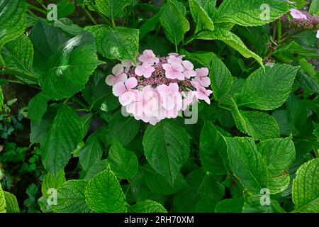 Tête de fleur de la calotte rose hydrangée (Hydrangea macrophylla) Banque D'Images