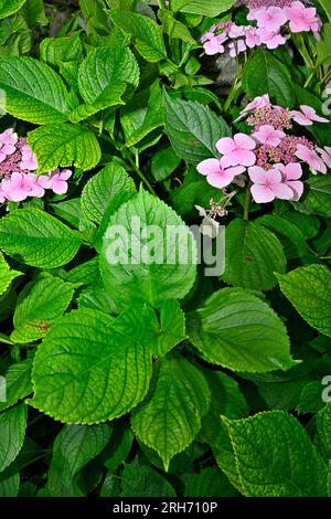 Fleurs de calotte rose (Hydrangea macrophylla) Banque D'Images