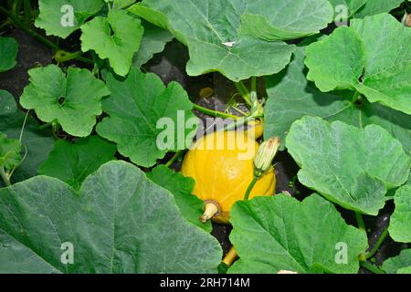 Courge, Uchiki Kuri, poussant en partie cachée dans le jardin par les grandes feuilles de sa vigne Banque D'Images