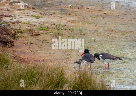 Paire d'oystercatchers Haematopus ostralegus avec leur poussin Banque D'Images