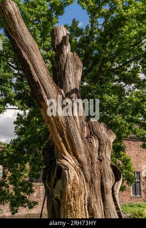 Ancien chêne à dunham massey Banque D'Images