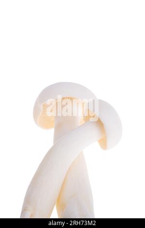 champignons porcini shimeji isolés sur fond blanc Banque D'Images