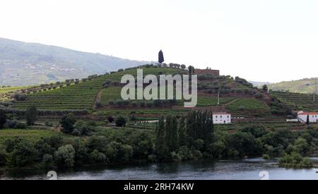 Silhouette de Sandeman sur une colline au-dessus des vignes, vue sur le fleuve Douro, Peso da Regua, Portugal Banque D'Images