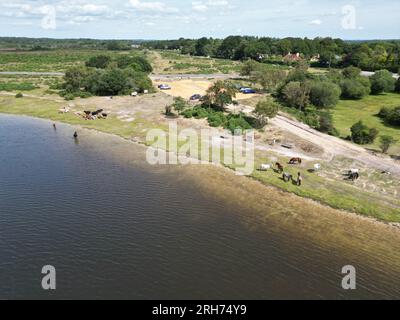 Nouveaux poneys forestiers et bétail par Lake, Hampshire UK Aerial Banque D'Images
