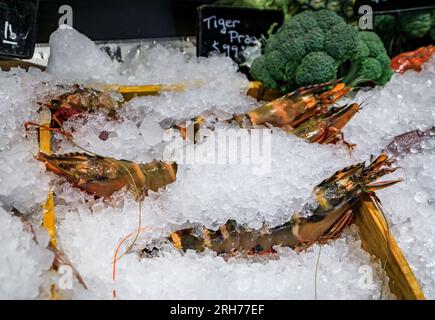 Sélection de crevettes tigrées crues fraîches sur glace exposées dans un restaurant haut de gamme à Beverly Hills, Los Angeles, Californie, États-Unis Banque D'Images