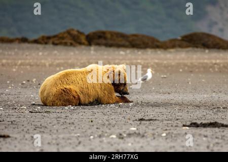 Ours brun côtier adulte creusant des palourdes le long de la plage à marée basse dans le parc national de Katmai, Alaska. Banque D'Images