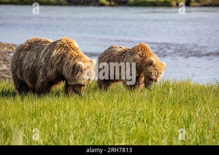 La mère de l'ours brun et l'ourson broutent sur l'herbe de carex dans le pré le long de la côte du parc national, Alaska. Banque D'Images