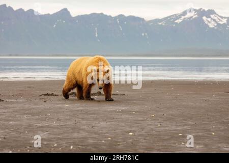 Ours brun côtier adulte creusant des palourdes le long de la plage à marée basse dans le parc national de Katmai, Alaska. Banque D'Images