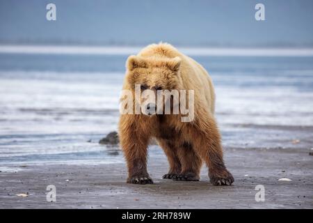 Ours brun côtier adulte creusant des palourdes le long de la plage à marée basse dans le parc national de Katmai, Alaska. Banque D'Images