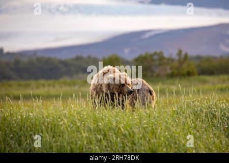 Maman et petit ours brun se nourrissant dans de hautes herbes de carex dans la prairie à côté du glacier dans le parc national de Katmai, Alaska. Banque D'Images