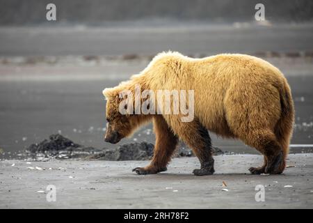 Ours brun côtier adulte creusant des palourdes le long de la plage à marée basse dans le parc national de Katmai, Alaska. Banque D'Images