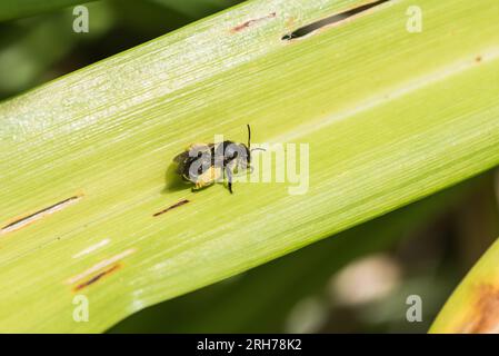 Looestrife jaune au repos (Macropis europaea) Banque D'Images