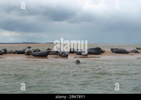 Phoques gris reposant sur le banc de sable à Blakeney point, Holt, North Norfolk, Angleterre Banque D'Images