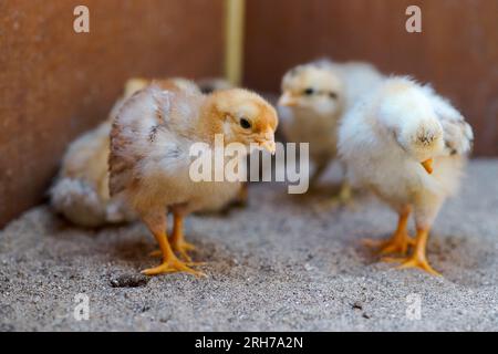 Poulet nouveau-né jaune dans le couvoir. Sur le sable. Banque D'Images