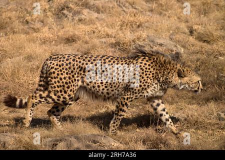 Un Guépard (Acinonyx jubatus) traque ses proies, Afrique du Sud Banque D'Images