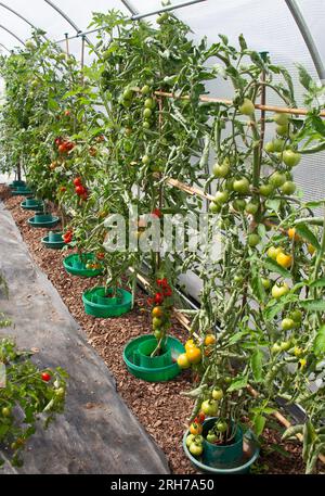 UK Tomato Growing dans Polytunnel avec Leaf Curl sur certaines plantes Banque D'Images