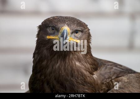 Gros plan portrait de Golden Eagle en Angleterre. Fond gris. Banque D'Images