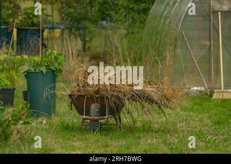 Jardin vert avec roue barrow sur l'herbe sèche au milieu de l'été chaud Banque D'Images