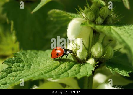 Gros plan Ladybird sur feuille verte d'ortie morte blanche. Banque D'Images
