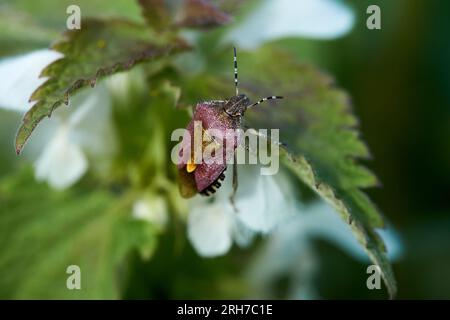 Détail d'Un Bouclier ou d'un Bug puant sur la feuille d'ortie blanche Banque D'Images