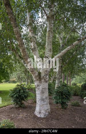 Betula utilis var jacquemontii produit une merveilleuse écorce blanche utilisée dans la décoration artistique Banque D'Images