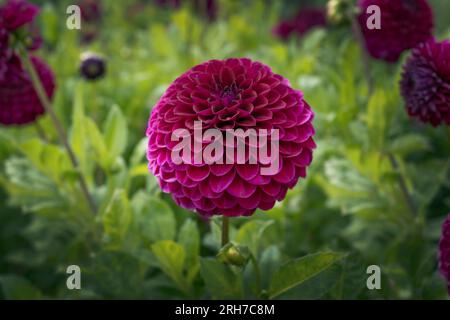 Dahlia Blyton Royal Velvet a une impressionnante fleur rouge magenta foncé Banque D'Images
