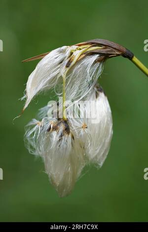 Gros plan vertical naturel sur les fruits et les graines de la Cottongrass à feuilles larges, Eriophorum latifolium Banque D'Images