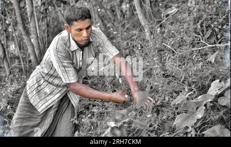 Un homme arrachant des légumes dans un jardin. Environ 919 000 000 réfugiés Rohingyas vivent dans les camps de Kutupalong et de Nayapara dans la région de Cox’s Bazar, qui sont devenus l’un des camps les plus vastes et les plus densément peuplés au monde. Bangladesh. Banque D'Images