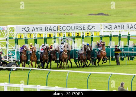 Chevaux sortant des portes de départ de l'hippodrome d'Ayr, en Écosse Banque D'Images