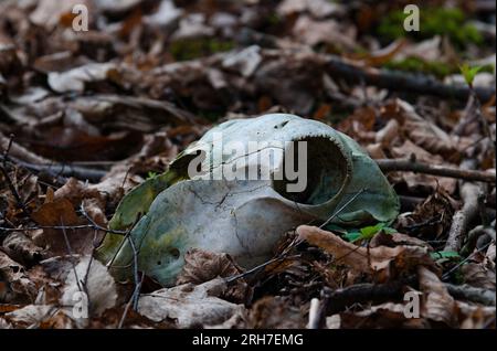 Vieille tête de crâne d'animal dans la forêt. Banque D'Images