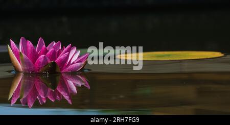 Nymphaeaceae aka nénuphar. Fleur rose fleurie sur la surface de l'étang avec une très belle réflexion. Banque D'Images