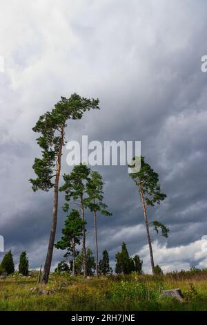 Arbres sur field against cloudy sky Banque D'Images